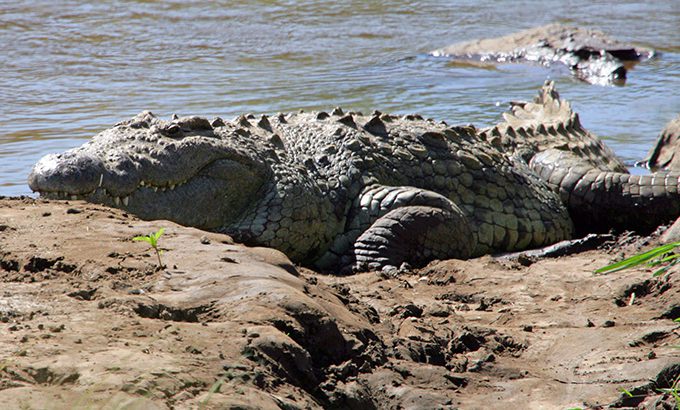 恐怖！大量の人々を喰らった殺人ワニ「ギュスターブ」とは？ 体長6m体重900kg…アフリカの生ける伝説