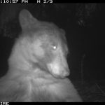 クマは自撮り好き？コロラド州ボルダーで、野生動物用のカメラが好奇心旺盛なクマの写真を撮影。