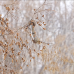 【4K動画】エゾリス Squirrel