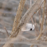 【4K動画】雪の妖精シマエナガ　Longtailedtit