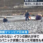 【原因不明】新潟県糸魚川市の海岸に大量のイワシが打ち上げられる・・・「原因がわからないので持ち帰るのはやめて」